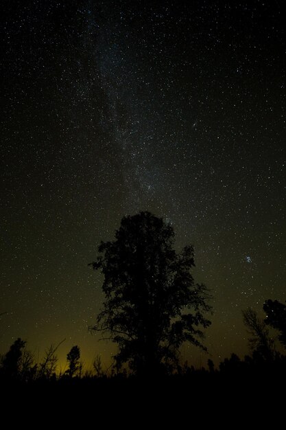 Zdjęcie niski kąt widoku sylwetki drzew na tle nocnego nieba