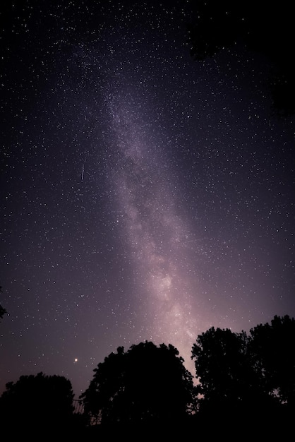 Niski kąt widoku sylwetki drzew na tle nocnego nieba
