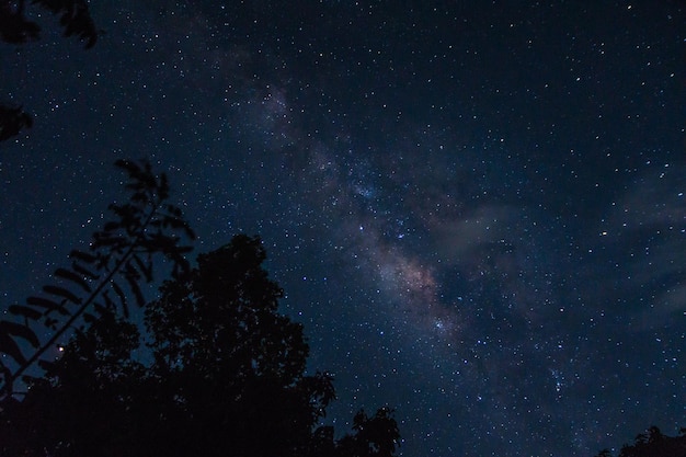 Niski kąt widoku sylwetki drzew na tle nocnego nieba