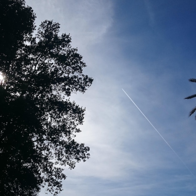 Zdjęcie niski kąt widoku sylwetki drzewa na tle nieba
