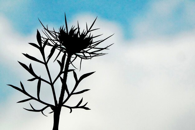Zdjęcie niski kąt widoku sylwetki rośliny na tle nieba