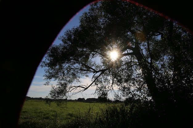 Niski kąt widoku sylwetkowych drzew na polu na tle nieba