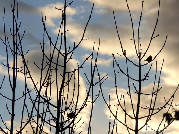 Niski kąt widoku sylwetkowych ptaków siedzących na suszonej roślinie na tle nieba