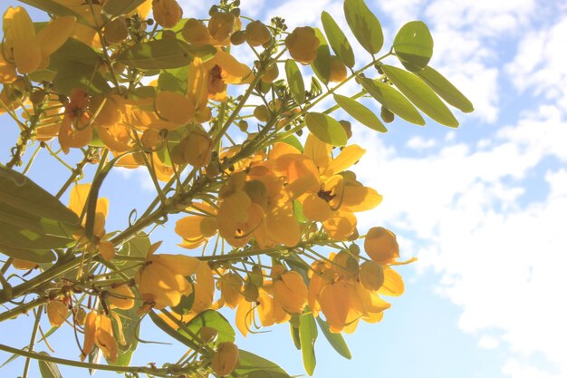 Niski kąt widoku żółtej rośliny kwitnącej na tle nieba