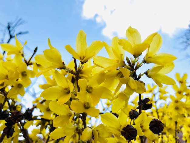 Zdjęcie niski kąt widoku żółtej rośliny kwitnącej