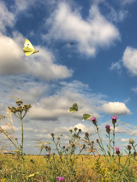 Niski kąt widoku żółtych balonów latających w niebie