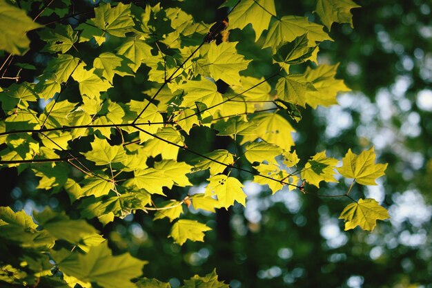 Zdjęcie niski kąt widoku żółtych liści na drzewie