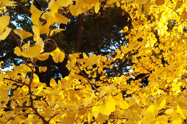 Zdjęcie niski kąt widoku żółtych liści rosnących na drzewie