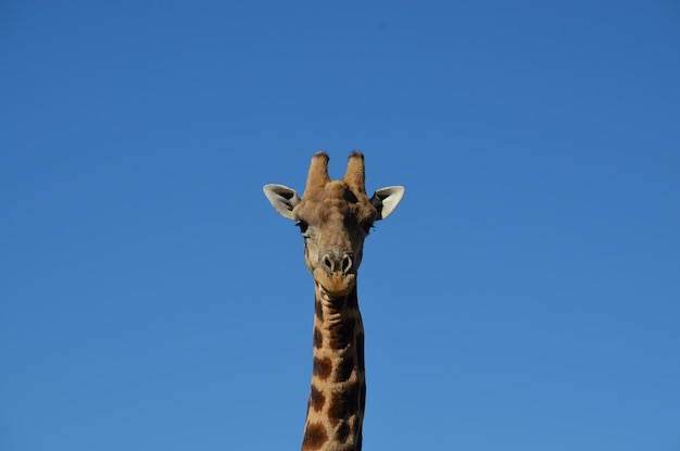 Zdjęcie niski kąt widoku żyrafy na tle jasnego niebieskiego nieba