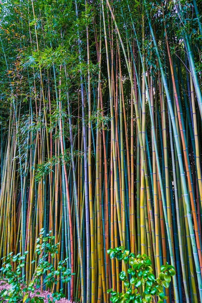 Niski Kąt Widzenia Bambusowego Gaju W Lesie