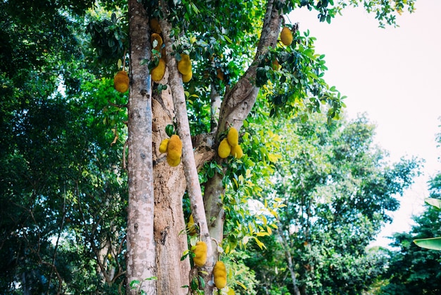 Niski Kąt Widzenia Jackfruit Wiszący Na Drzewie