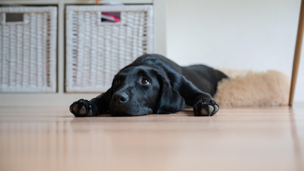 Niski kąt widzenia ślicznego czarnego szczeniaka labrador leżącego na podłodze w domu z łapami obok twarzy.