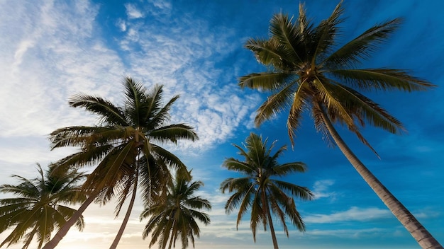 Niski kąt zdjęcia palm na piaszczystej plaży w pobliżu oceanu pod niebieskim niebem przy zachodzie słońca