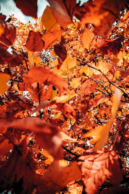 Niski widok anioła liści na drzewie jesienią
