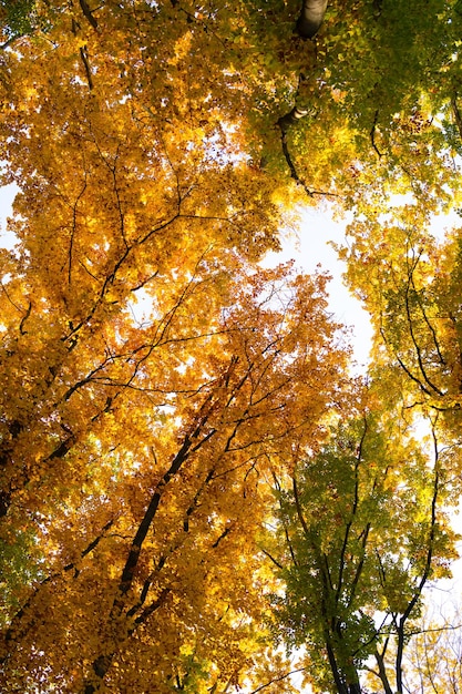 Niski widok października natura jesiennego lasu natura lasu w sezonie jesiennym sezonowa natura w jesiennym lesie