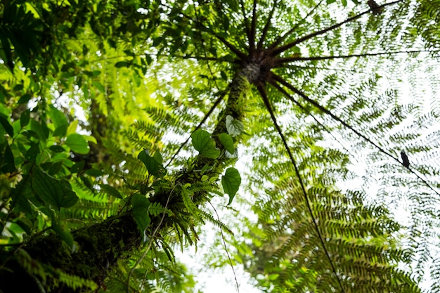 Niskiego kąta widok drzewo w tropikalnym tropikalnym lesie deszczowym przy costa rica