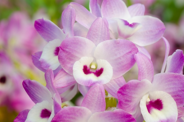 Nobile Orchidea