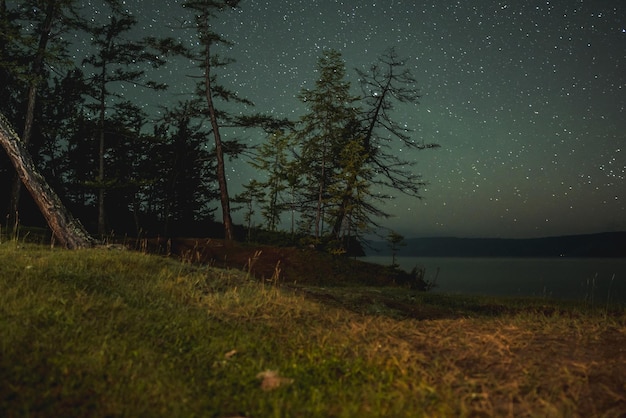 Nocne niebo z gwiazdami wśród drzew iglastych na brzegu jeziora Bajkalu