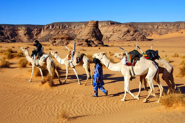 Nomady Tuaregów z białymi Mehari na dromedarach Góry Acacus Libia