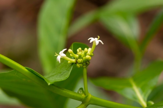 Noni Morinda citrifolia morwa wielki ser morinda kwiat owocowy