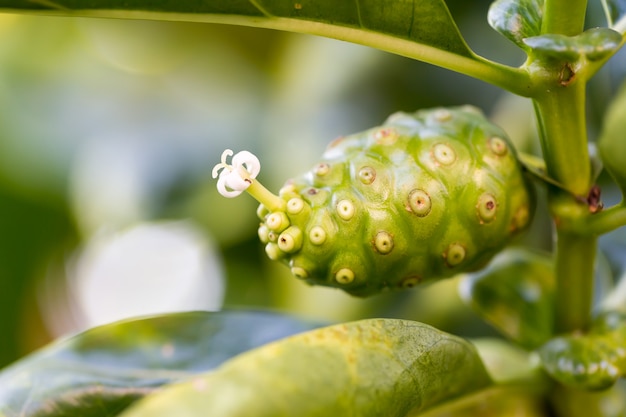 Noni Od Drzewa W Naturze, Kopii Przestrzeń.