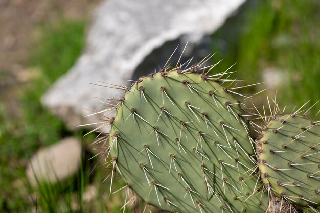 Nopal Opuntia ficusindica Indyjska Figa Opuntia lub figa barbarzyńska Jest to kaktus z jadalnymi okrągłymi owocami z kolcami zwanymi tuńczykiem