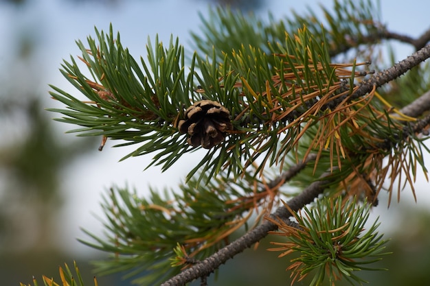 Zdjęcie nordycki las piękny poranek z naturą