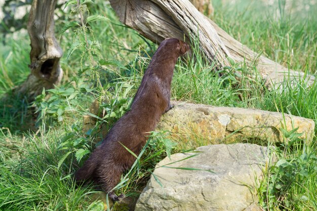 Zdjęcie norka europejska (mustela lutreola) siedząca na słońcu, czekająca, aż coś się wydarzy