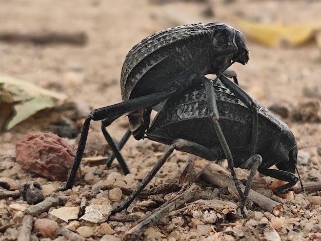 Zdjęcie normalne spotkanie w przyrodzie między chrząszczami pustynnymi