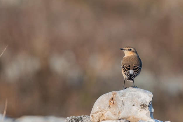 Northern Wheatear Oenanthe Oenanthe Siedząca Na Skale