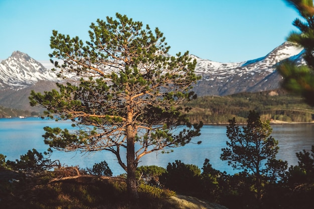 Norwegia góry i krajobrazy na wyspach Lofoty Naturalny skandynawski krajobraz