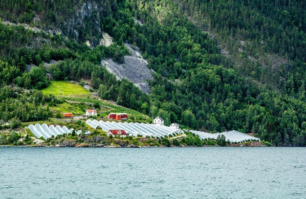 Norweskie gospodarstwo rolne ze szklarniami na wzgórzu nad fiordem Naeroy Aurlan Sogn og Fjordane hrabstwo Norwegia