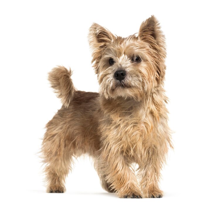 Zdjęcie norwich terrier na białym tle