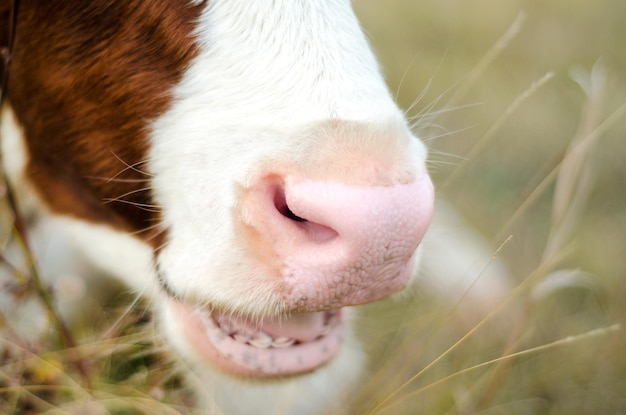 Zdjęcie nos krowy
