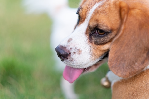 Nos śliczny Beagle szczeniak w trawie, Beagle psa zakończenie W górę portreta