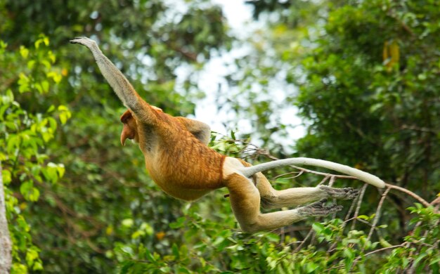 Nosacz skacze z drzewa na drzewo w dżungli. Indonezja. Wyspa Borneo. Kalimantan.