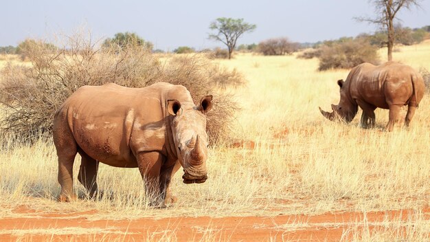 Nosorożce na pustyni Kalahari Namibia Afryka