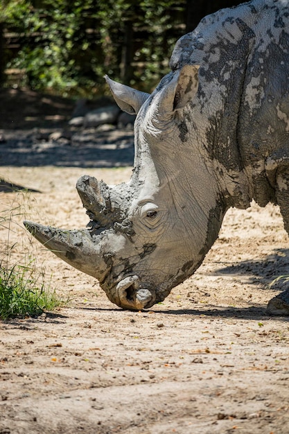 Zdjęcie nosorożce w zoo