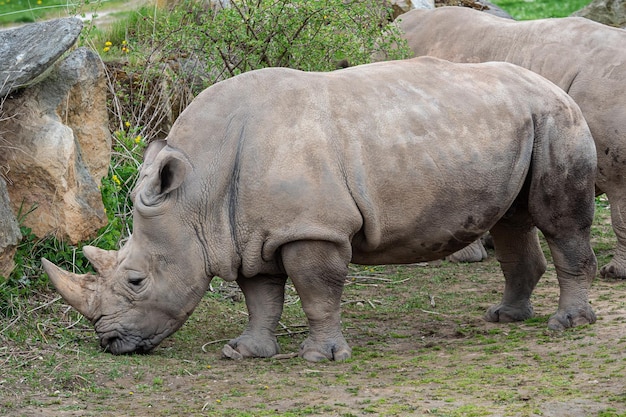 Nosorożec biały Ceratotherium simum simum