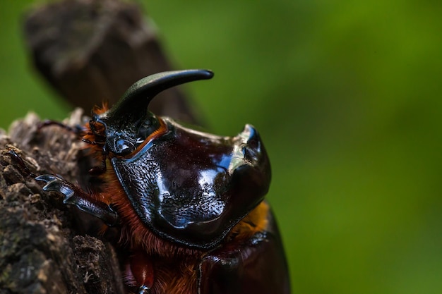 Nosorożec europejski Oryctes nasicornis jest dużym latającym chrząszczem