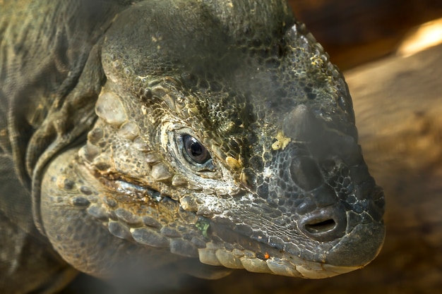 Nosorożec Iguana rzadka przyroda.