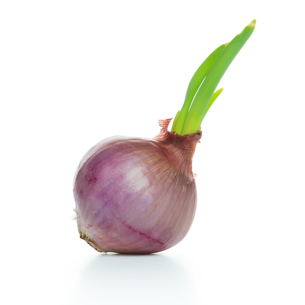 Nowa koncepcja życia