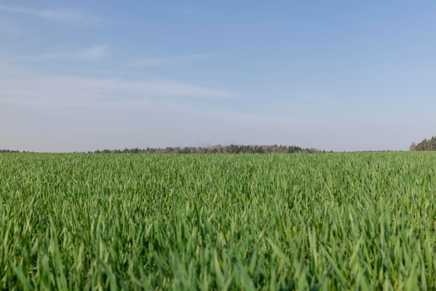 nowa uprawa pszenicy wiosną nowe pędy zielonej pszenicy w słoneczną pogodę