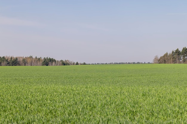 nowa uprawa pszenicy wiosną nowe pędy zielonej pszenicy w słoneczną pogodę