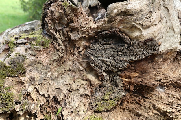 Nowe formy życia w ekosystemie martwego drewna