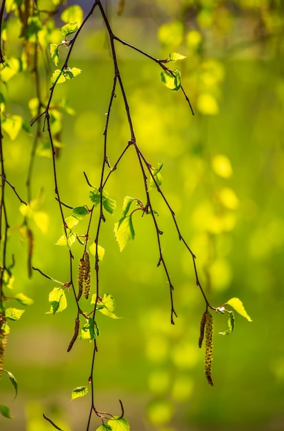 Nowe zielone brzozy z liśćmi i pierścieniami na wiosnę, naturalne sezonowe tło