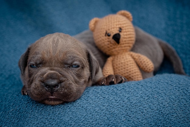 Zdjęcie nowo narodzone szczenięta cane corso formentino kolor szczenięta mają dwa tygodnie nowo narodzone szczenię nowe życie