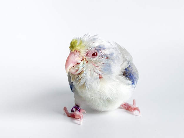 Nowo narodzony ptak papuga Forpus na białym tle