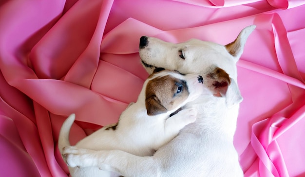 Zdjęcie nowo narodzony szczeniak jacka russella, pies i matka psa uściskają się z miłością na tle tkaniny w koncepcji portretów zwierząt domowych