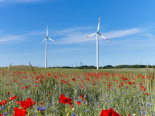 Nowoczesne turbiny wiatrowe Pole kwiatów maku jesienią Czerwone kwiaty maku i niebieskie chabry